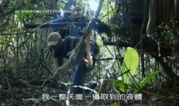 森林视频在线观看,在线观看森林视频之旅