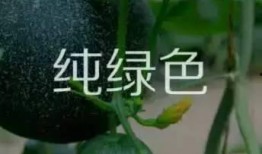 云兰吃瓜免费入口,免费入口带你畅享美味瓜果盛宴