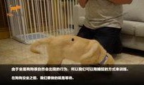 狗崽直播爆料视频下载,精彩瞬间与幕后故事