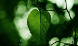 桑叶在线观看,探寻自然与健康的绿色之旅