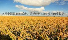 辛巴爆料五常大米视频,揭秘背后的惊人内幕