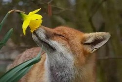 动物小花爆料视频播放,揭秘动物世界幕后精彩瞬间