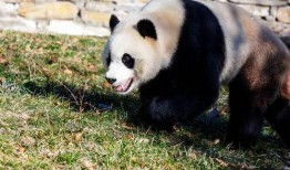 大熊猫小奇迹邻居爆料视频,大熊猫生活日常大揭秘