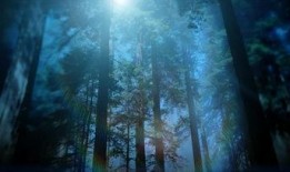 森林视频在线观看,在线观看森林视频之旅