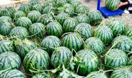 吃瓜娱乐圈人最多的,吃瓜群众聚焦热点事件