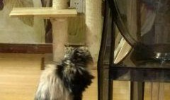 cateyes在线观看,cateyes在线观影之旅