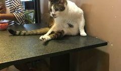 cateyes在线观看,cateyes在线观影之旅