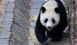 大熊猫小奇迹邻居爆料视频,大熊猫生活日常大揭秘